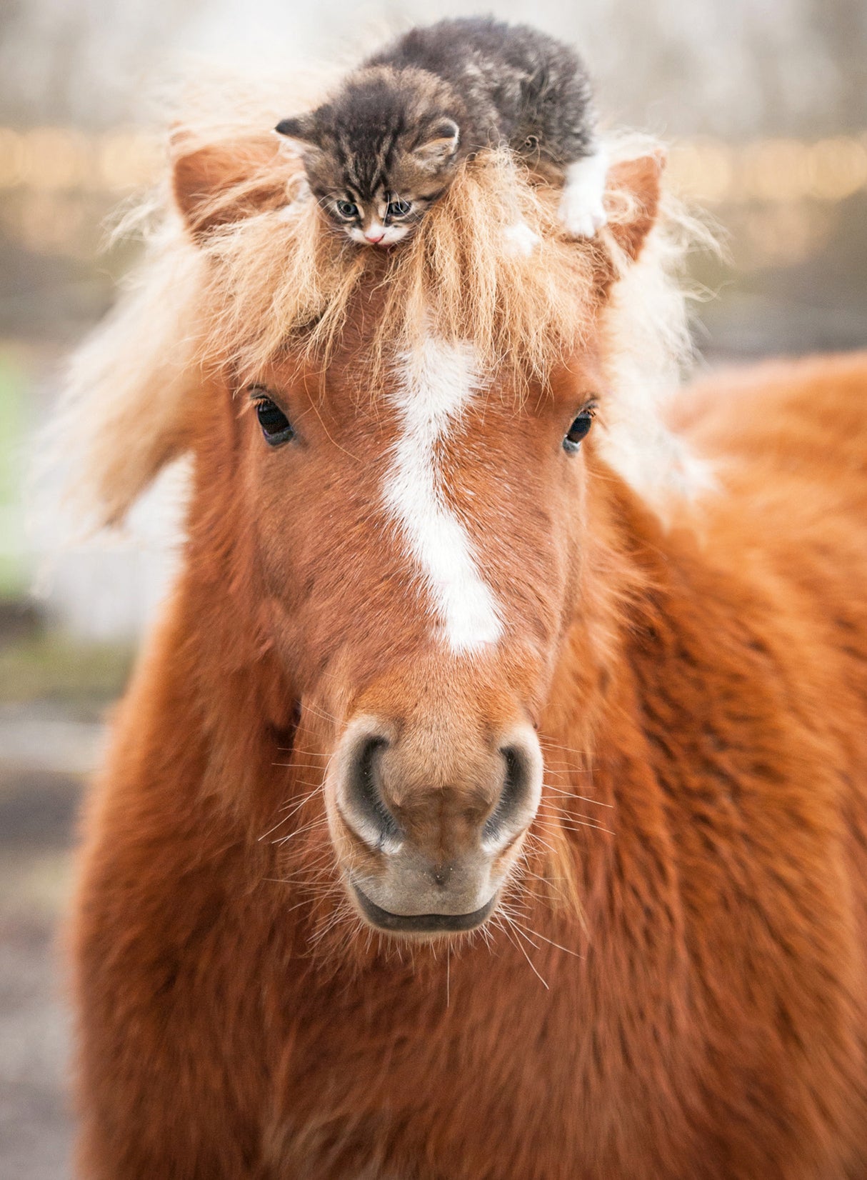 Ravensburger pusle 500 tk: poni ja kass 12001901V