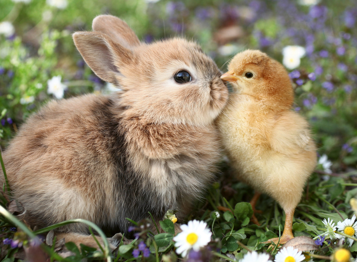 Ravensburger pusle 500 tk: jänes ja tibu 12001900V